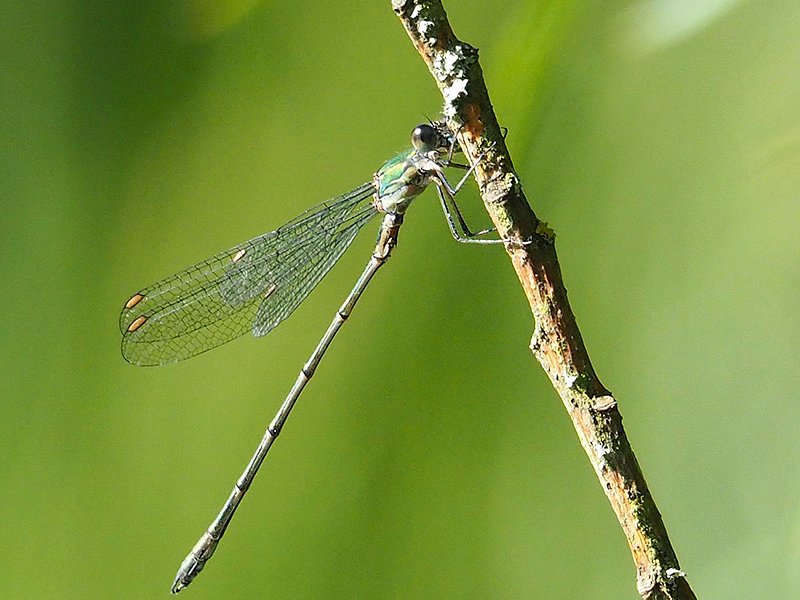 Late summer visitor sets pulses racing